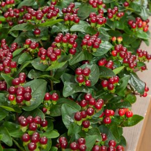 Hypericum inod. Miracle Marvel shrub showcasing lush green foliage, bright yellow star-shaped flowers, and clusters of vibrant red, pink, and orange berries.