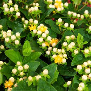 A compact Hypericum Miracle Blizz shrub showcasing vibrant yellow star-shaped flowers and clusters of glossy bright red berries amongst green leaves.