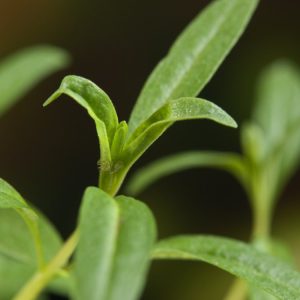 A bushy Hyssopus officinalis plant displaying dark green, aromatic semi-evergreen foliage and numerous slender spikes of vibrant blue-purple flowers.