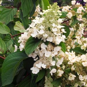 Hydrangea paniculata 'Grandiflora' showcasing its large, conical flower heads changing from creamy white to rich pink. Lush green foliage frames the abundant blooms.
