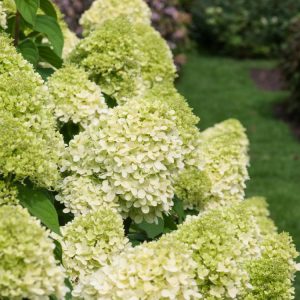 A vibrant Hydrangea paniculata 'Limelight' shrub showcasing large, conical flower heads that transition from fresh lime-green to soft pink. Lush green foliage provides a beautiful backdrop to the striking blooms.
