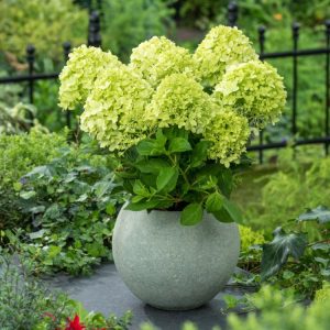 A compact Hydrangea paniculata Little Spooky shrub adorned with elegant conical white flower panicles that gradually mature to a soft pink hue against lush green foliage.