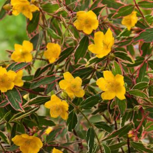 Hypericum moserianum 'Tricolor' showing vibrant green, cream, and pink variegated leaves, adorned with bright yellow, star-shaped flowers with prominent stamens.
