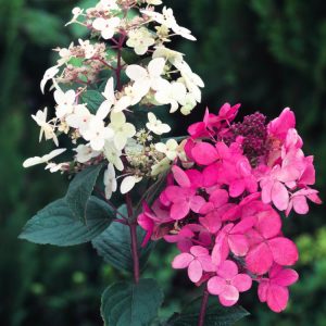 Hydrangea paniculata 'Pink Diamond' with large, conical flowerheads. Blooms change from creamy white to deep pink from summer to autumn, contrasted by lush green foliage.