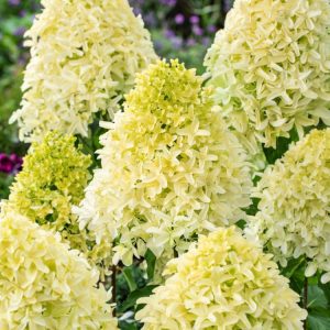 A mature Hydrangea paniculata Skyfall shrub displaying abundant, large, conical, pure white flower panicles amidst dark green ovate leaves, growing upright.