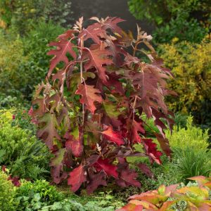 Hydrangea quercifolia 'Ice Crystal' displaying striking white conical flower panicles against deeply lobed, oak-shaped green leaves. The blooms show hints of developing rosy pink as they mature.