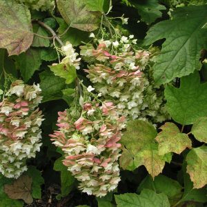 Hydrangea quercifolia 'Snowflake' displaying its elongated, layered white flower panicles against deeply lobed, oak-like green leaves which turn vibrant burgundy in autumn.