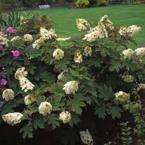 Hydrangea quercifolia Snow Queen features striking large white conical flowers, aging to pink. Its unique, deeply lobed oak-like leaves offer stunning green to crimson autumn colour.