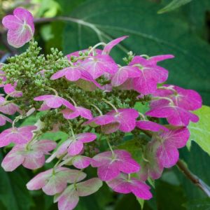Striking Hydrangea quercifolia, the Oakleaf Hydrangea, featuring its distinctive lobed leaves, large conical white flower clusters, and rich autumn colours.