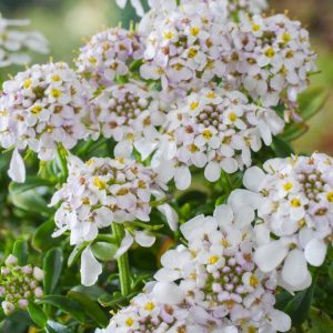 Iberis sempervirens 'Pink Ice' displays a beautiful carpet of delicate blush-pink flowers, gently fading to white, atop dense dark green foliage.