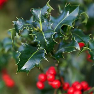 A vibrant Ilex aquifolium plant featuring glossy, dark green, spiny leaves and numerous bright red berries clustered along its branches, providing rich winter colour.