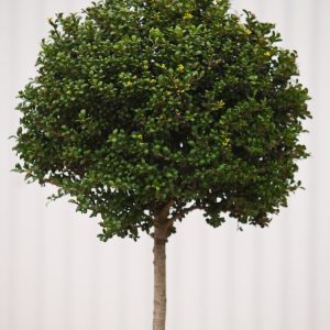 Dense, evergreen Ilex crenata 'Convexa' shrub showcasing its small, glossy, dark green, convex leaves. Perfect for formal garden structure.