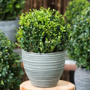 Dense, upright Ilex crenata 'Caroline Upright' shrub displaying small, glossy dark green evergreen leaves, often used for formal hedging or elegant topiary.