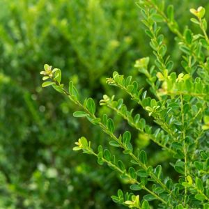 Ilex crenata 'Green Hedge' showcasing its dense, dark green, glossy small leaves, forming a tightly clipped formal hedge with a uniform texture.