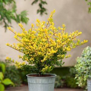 Ilex crenata 'Golden Gem' features dense, small, glossy golden-yellow leaves, forming a compact, vibrant evergreen shrub with a neat, rounded habit.