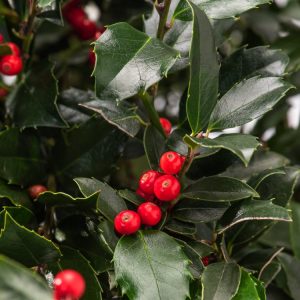 Vibrant Ilex meserveae Blue Maid with glossy, dark green evergreen leaves and a profusion of bright red berries, showcasing its dense, upright habit.