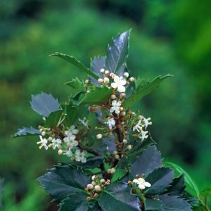 Vibrant Ilex meserveae 'Blue Prince' holly with glossy, deep blue-green, spiny evergreen leaves, showcasing its dense, upright habit.