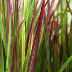 Vibrant Imperata cylindrica 'Red Baron' grass with upright, slender blades transitioning from green at the base to intense, fiery blood-red tips.