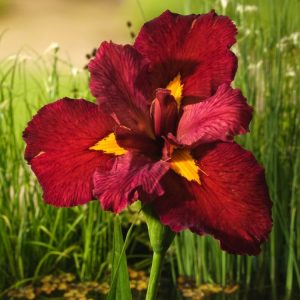 Vibrant, deep red-purple flowers of Iris (L) 'Ann Chowning' with intricate gold markings on the falls, set against lush, sword-like green foliage.