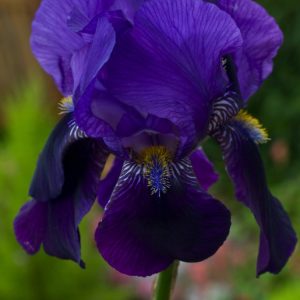 Iris (G) 'Black Knight' displays magnificent, velvety deep purple-black petals with a striking dark beard. Its elegant, sword-like foliage complements the dramatic blooms.