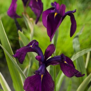 Iris ensata 'Variegata' showing sword-like green leaves with prominent creamy yellow stripes and large, elegant flat purple-blue flowers with white markings.