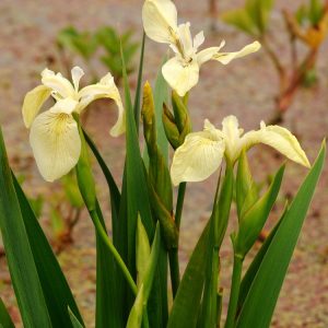 Iris pseudacorus 'Alba' close-up: pure white, three-petalled flowers with subtle green markings. Tall, upright sword-like green leaves provide a strong backdrop.