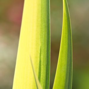 Vibrant Iris pseudacorus 'Variegata' showcasing its distinctive sword-shaped leaves with cream and yellow stripes, topped with bright yellow flag-like flowers.
