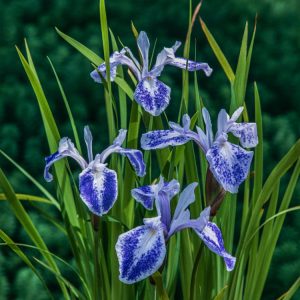A vibrant Iris laevigata 'Mottled Beauty' displaying striking blue-purple flowers with intricate white mottling and upright green foliage.