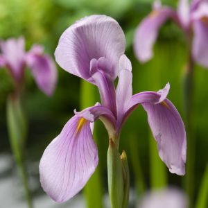 Vibrant rose-pink flowers of Iris laevigata 'Rose Queen' with delicate dark veins and broad, smooth petals, rising above sword-shaped green foliage.