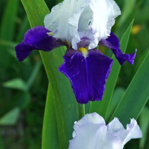 Iris (G) 'Night Edition' showcasing its deep, velvety, near-black purple blooms with ruffled petals and subtle darker veins, standing elegantly.