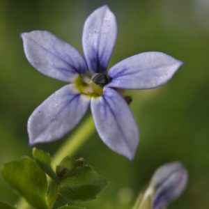 Isotoma fluviatilis forms a dense, low mat of tiny, bright green leaves. Adorned with countless delicate, star-shaped blue-purple flowers, creating a vibrant display.