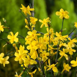 Jasminum nudiflorum displaying numerous bright yellow, star-shaped flowers along its arching, vibrant green, leafless stems in winter.