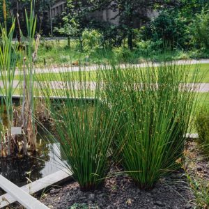 Slender, deep green, cylindrical stems of Juncus effusus (Soft Rush) rise vertically, topped with inconspicuous brownish seed heads, creating a striking architectural wetland feature.