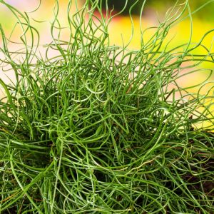 Close-up of Juncus effusus 'Spiralis' showing its distinctive, tightly coiled and upright dark green stems, resembling miniature corkscrews, providing year-round texture.