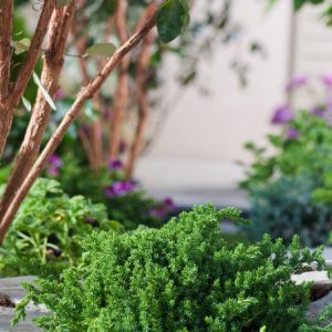 Juniperus procumbens 'Nana', a low-growing, spreading evergreen juniper with dense, bright green, needle-like foliage that provides year-round colour and texture.