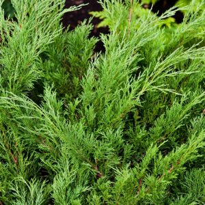 Juniperus sabina displaying its dense, spreading form with vibrant green, aromatic scale-like foliage, and subtle blue-black berry-like cones.