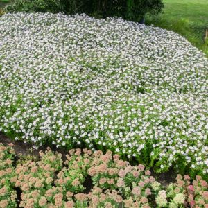 Kalimeris incisa 'Madiva' showing abundant small, lavender-blue daisy-like flowers with bright yellow centres, nestled among vibrant green, slender foliage.