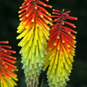 Kniphofia 'Royal Standard' plant displaying vibrant bicolour red and yellow torch-like flower spikes rising above lush green strap-like foliage.