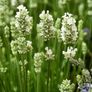 Lavandula angustifolia 'Alba' showcasing numerous upright spikes of pure white, fragrant flowers above compact grey-green foliage.