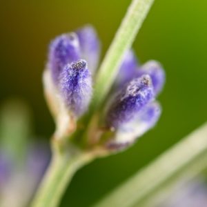 Vibrant Lavandula angustifolia 'Dwarf Blue' showcasing its dense clusters of aromatic violet-blue flower spikes atop compact, silvery-green foliage, attracting bees.