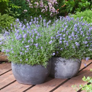 Lavandula angustifolia 'Essence Purple' showcasing a compact mound of aromatic grey-green foliage topped with numerous upright spikes of vivid deep purple flowers in full bloom.