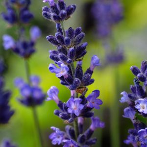 A vibrant clump of Lavandula angustifolia 'Imperial Gem' showing numerous upright spikes of deep purple, fragrant flowers against silvery-green foliage.