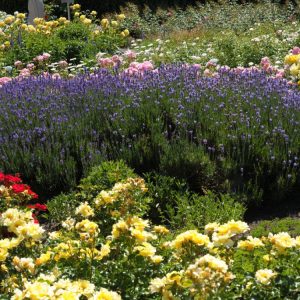 Vibrant purple flowers of Lavandula angustifolia 'Munstead' bloom atop slender grey-green evergreen foliage, forming a compact, fragrant shrub.