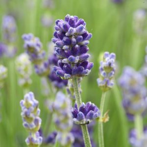 Close-up of Lavandula angustifolia, showing vibrant spikes of deep violet-purple flowers rising above aromatic grey-green foliage. Blooms are densely packed along slender stems.