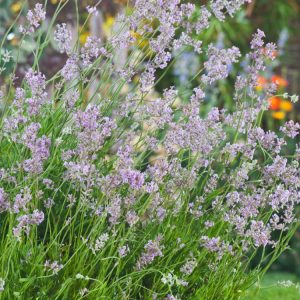 Close-up of Lavandula angustifolia 'Rosea' showcasing its distinctive soft pink flower spikes and aromatic, silvery-green foliage in full bloom.