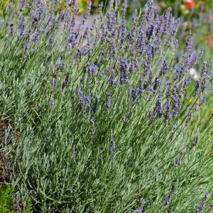 Lavandula intermedia 'Dutch' showcases its vibrant, deep purple-blue flower spikes rising gracefully above aromatic grey-green foliage in a sunny garden.
