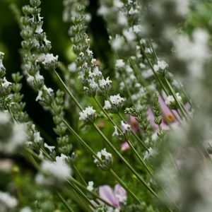 A vibrant bush of Lavandula intermedia 'Edelweiss' displaying numerous upright spikes of pure white, fragrant flowers above elegant silvery-green foliage, teeming with buzzing bees.