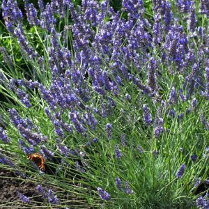 A vibrant Lavandula intermedia 'Grosso' plant with abundant, elongated deep purple-blue flower spikes emerging from dense, silvery-green foliage, showcasing its aromatic beauty.