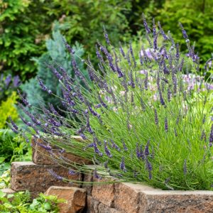 Vibrant purple spires of fragrant Lavandula intermedia Phenomenal flowers rise above silvery-green aromatic foliage, attracting bees.