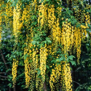 Laburnum watereri 'Vossii' showcasing abundant cascades of bright golden-yellow, pea-like flowers hanging gracefully amidst fresh green trifoliate leaves.